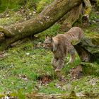 Luchs