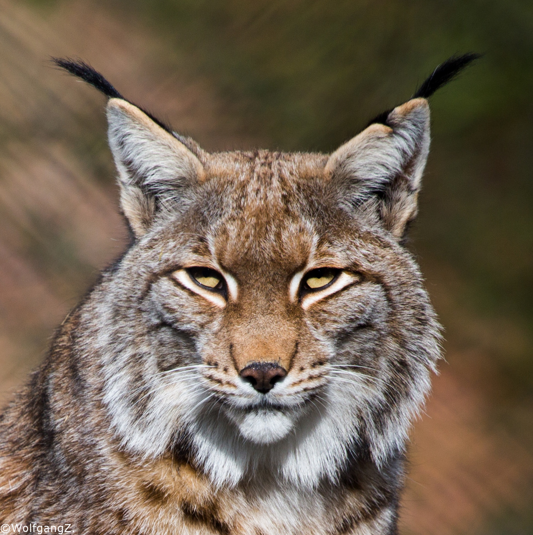 Luchs