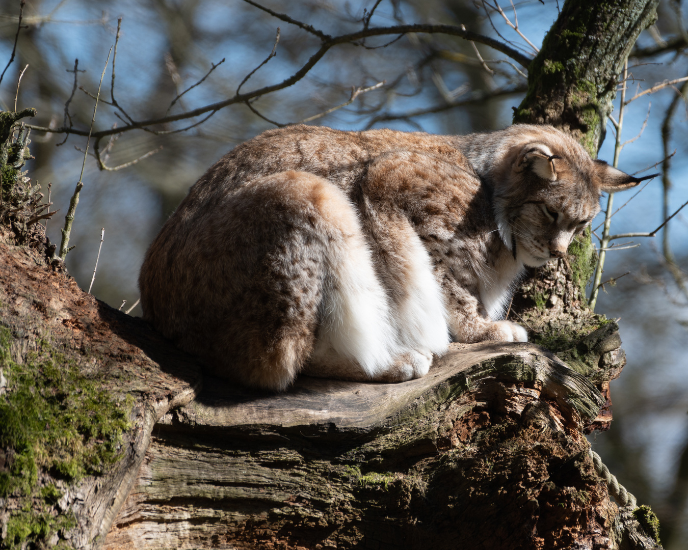 Luchs