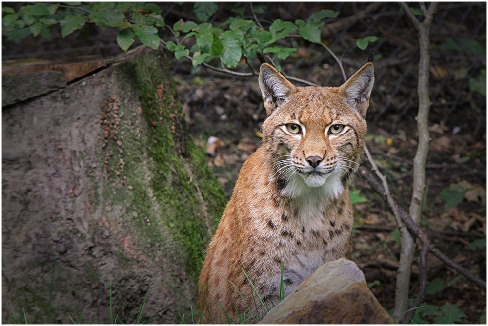 Luchs