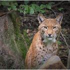 Luchs