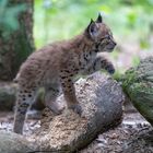 Luchs