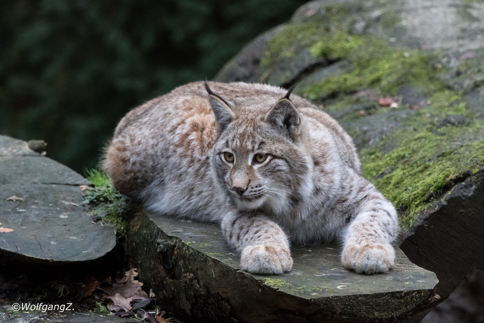 Luchs