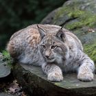 Luchs