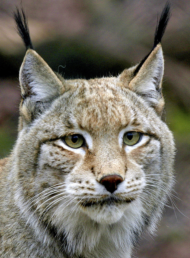 Luchs