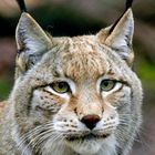 Luchs