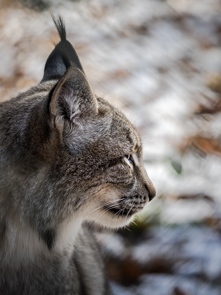 Luchs