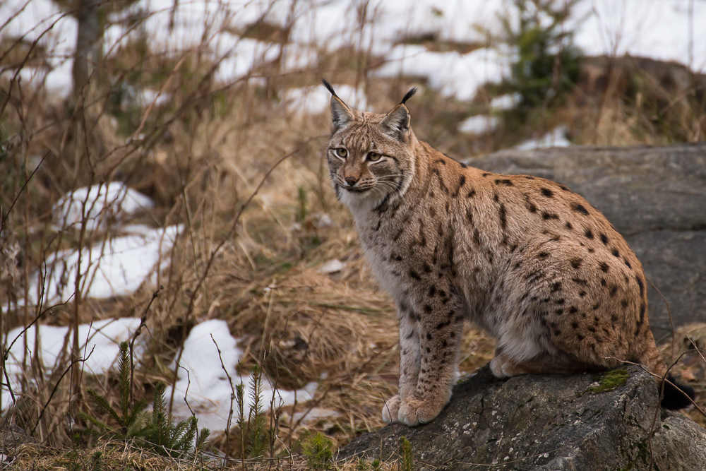 Luchs