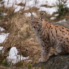 Luchs