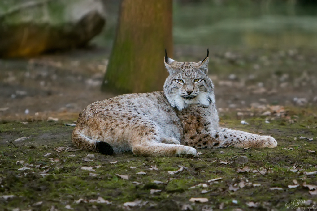 Luchs