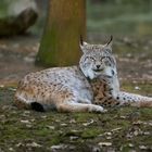 Luchs