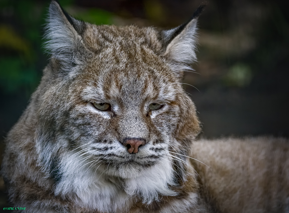 Luchs