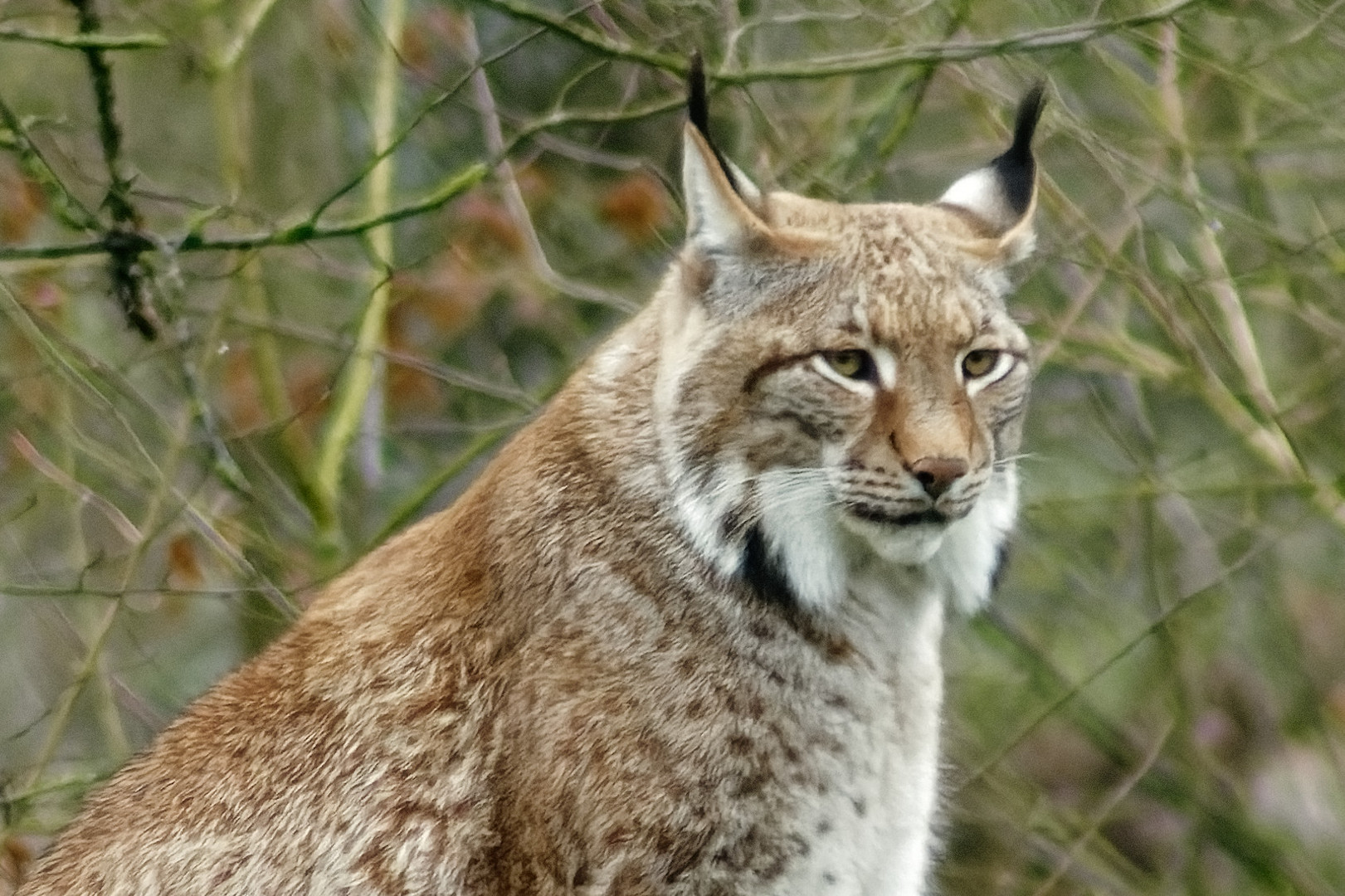 Luchs 