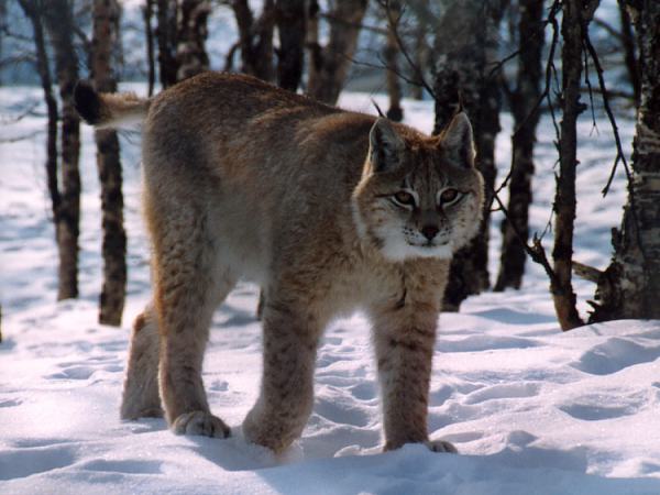 Luchs