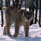 Luchs