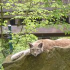 Luchs