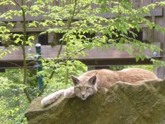 Luchs