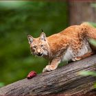 Luchs