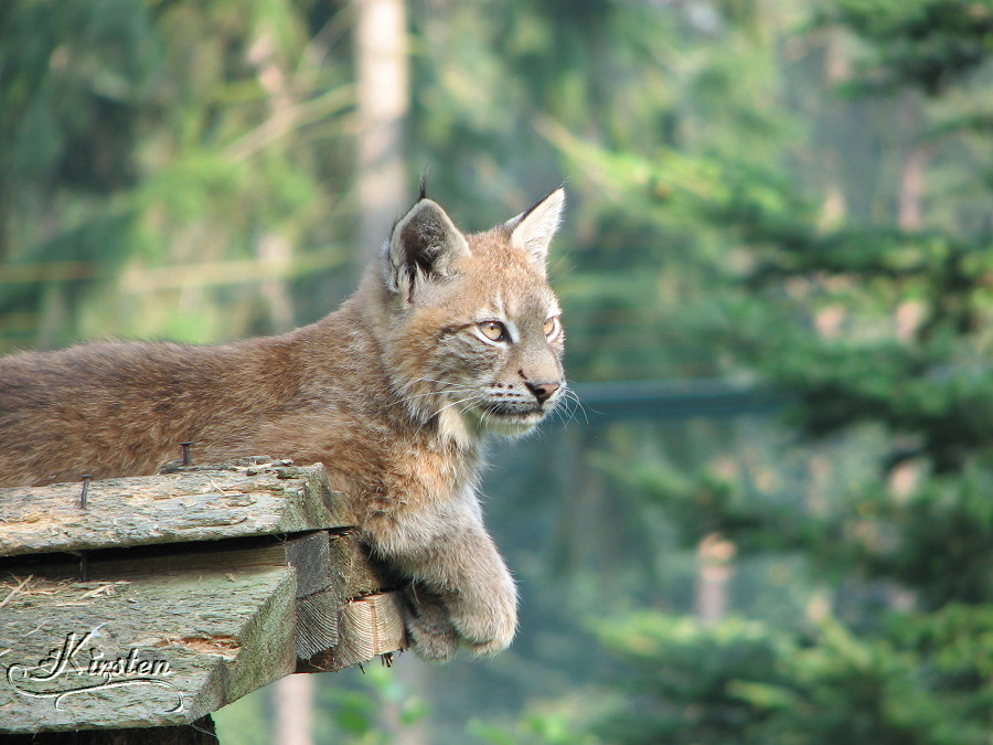 Luchs