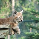 Luchs