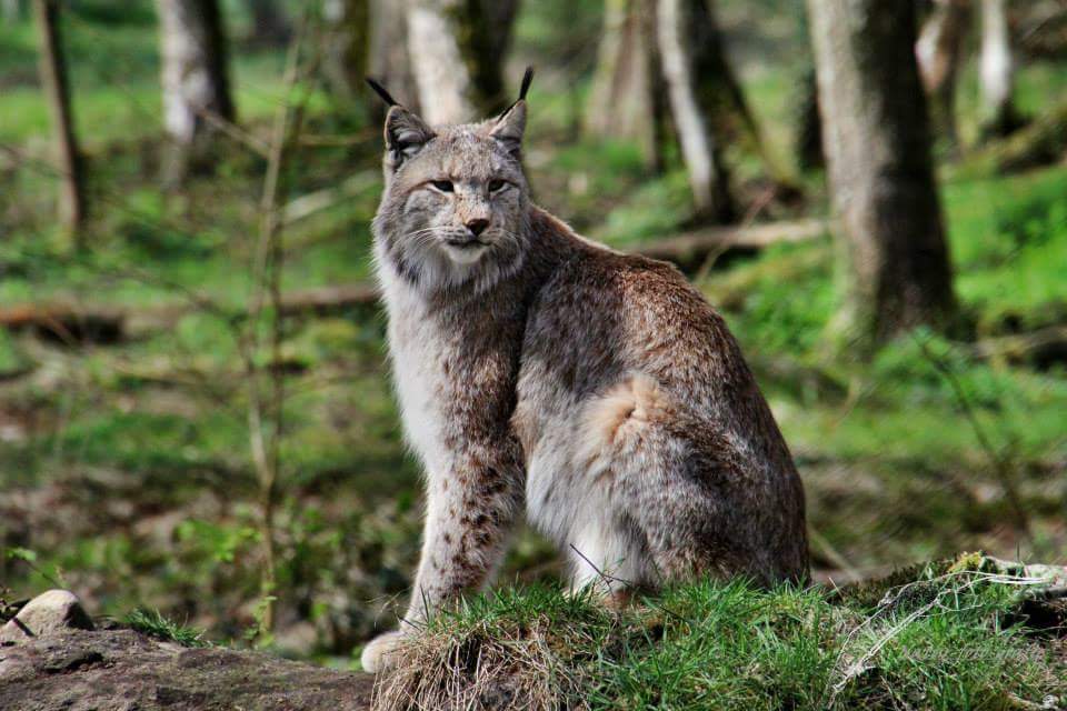 Luchs