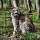 Luchs