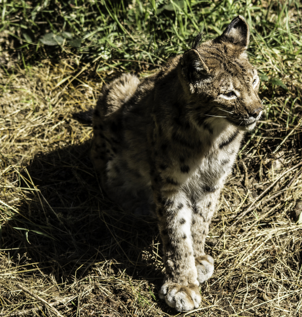 Luchs