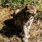 Luchs