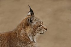 Luchs