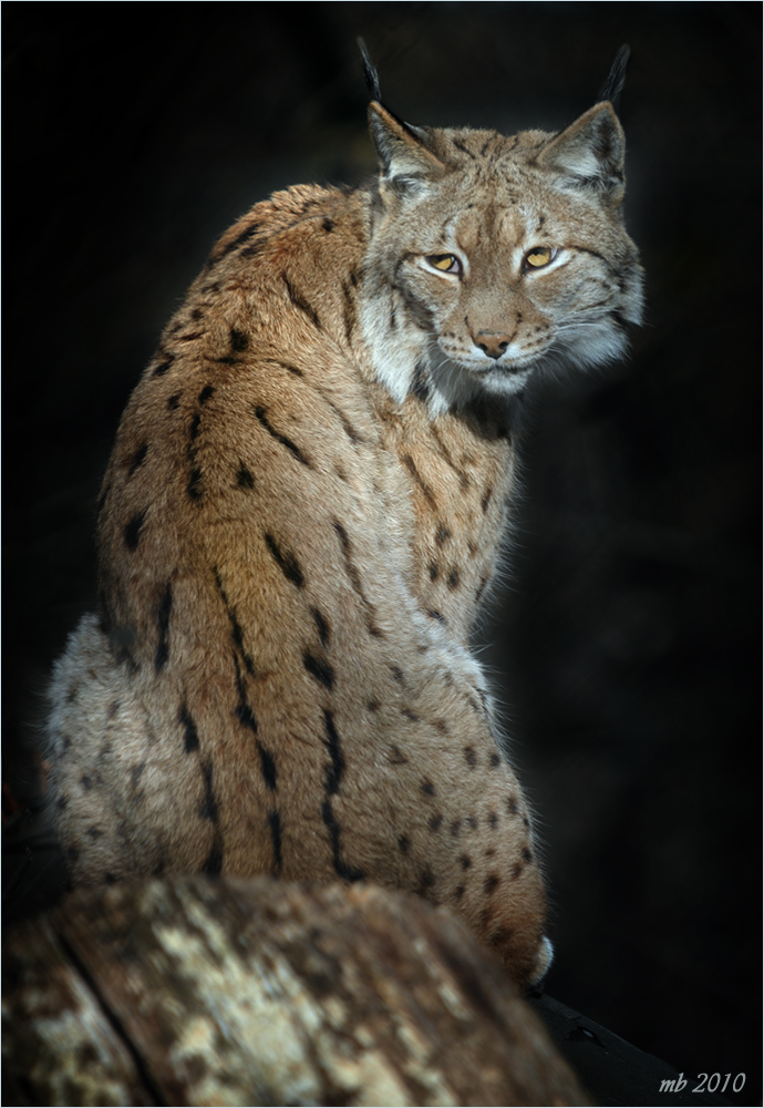 Luchs