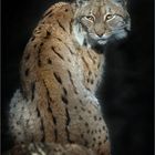 Luchs