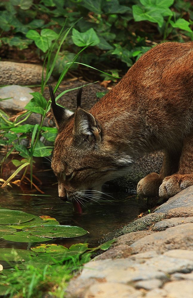 Luchs