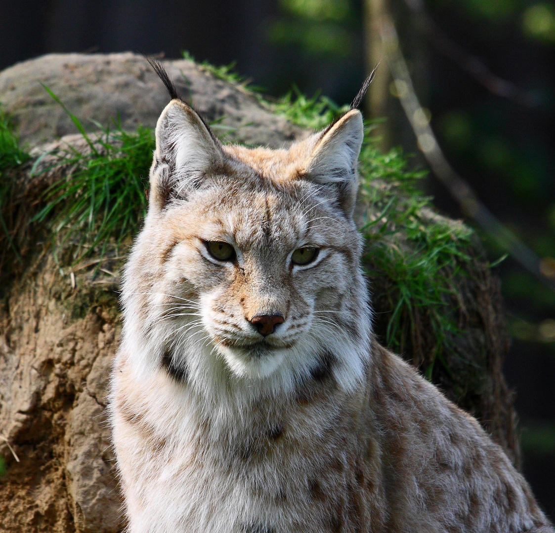 Luchs