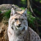 Luchs