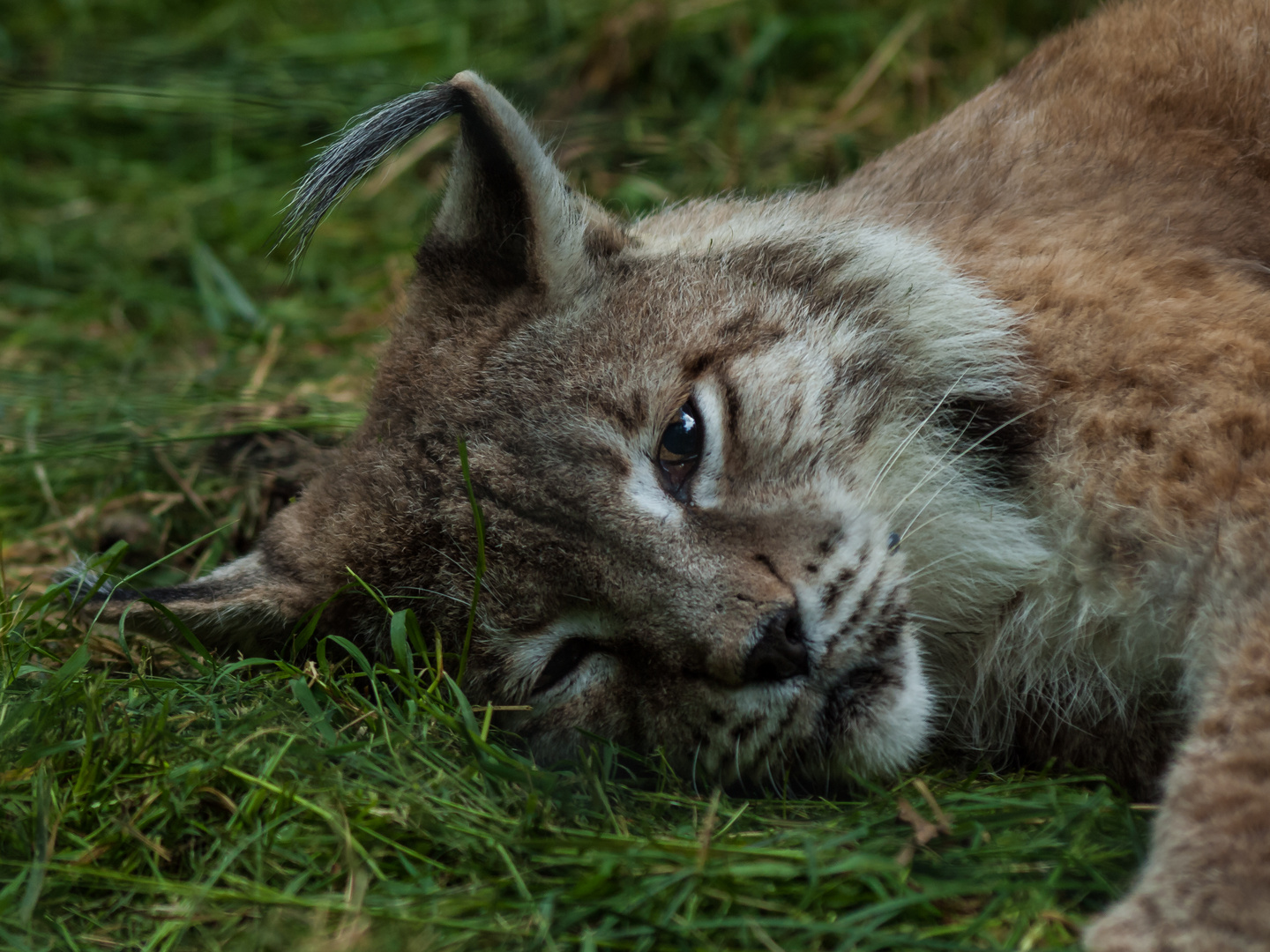 Luchs