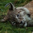 Luchs