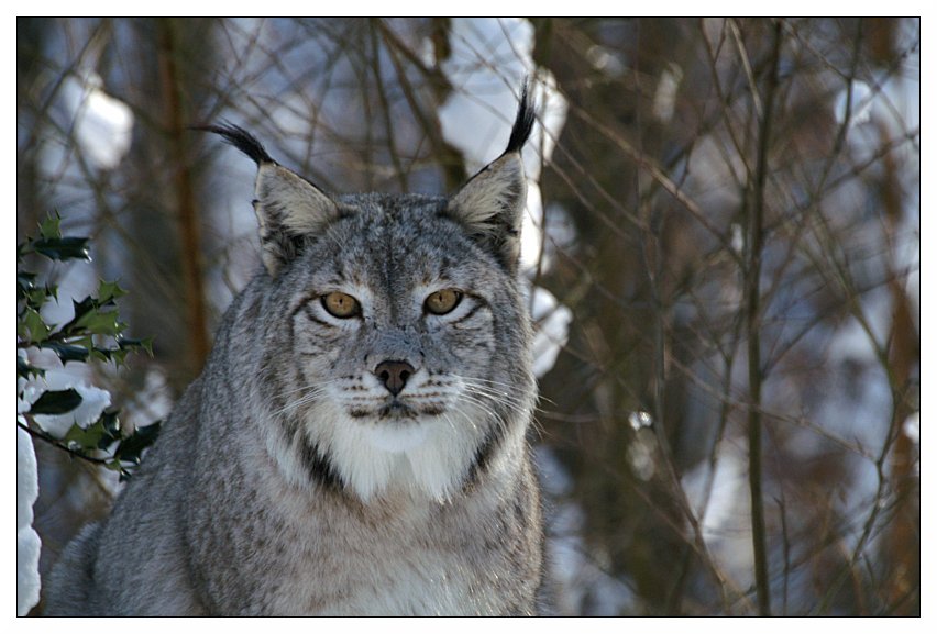 Luchs