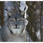 Luchs