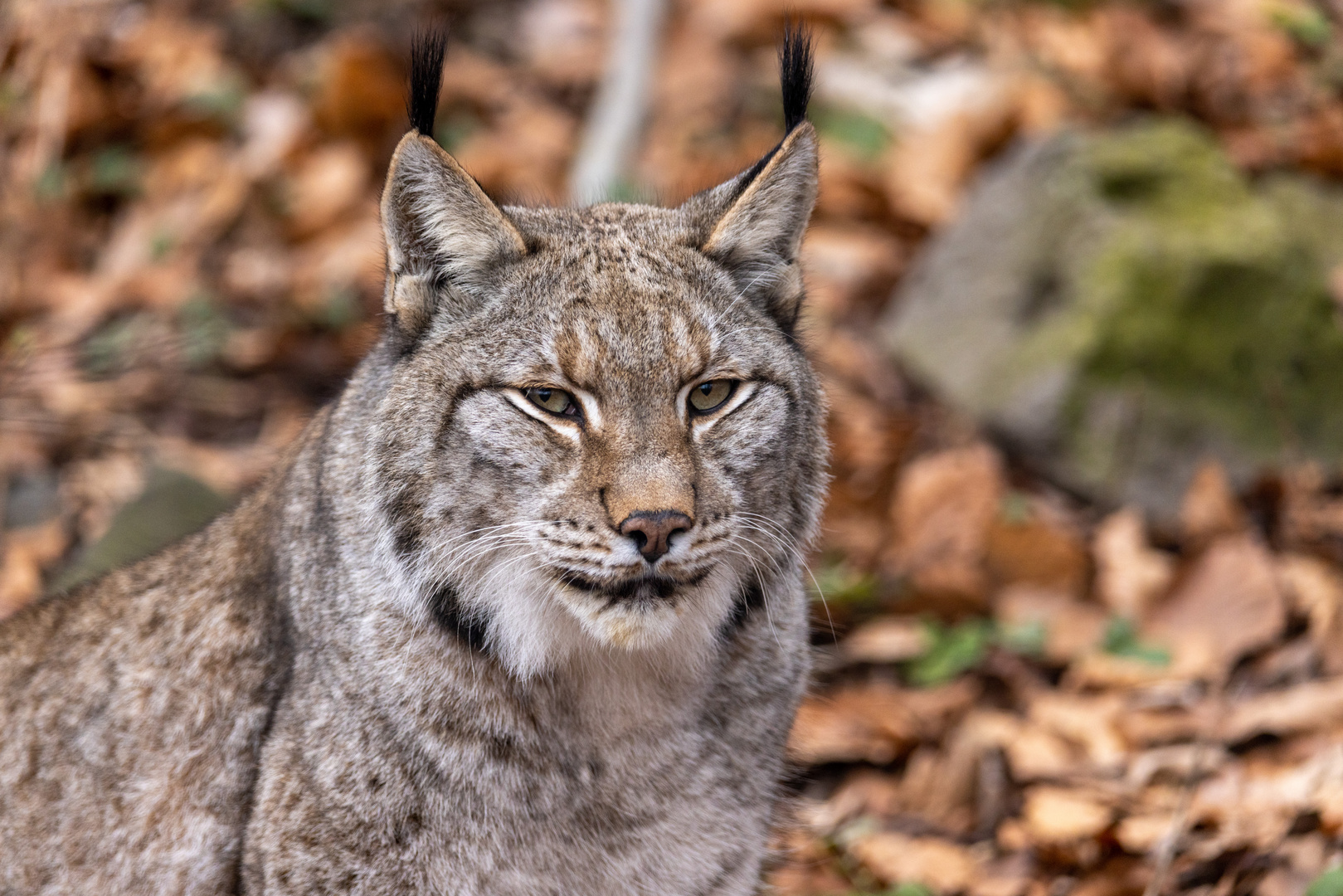 Luchs