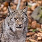 Luchs