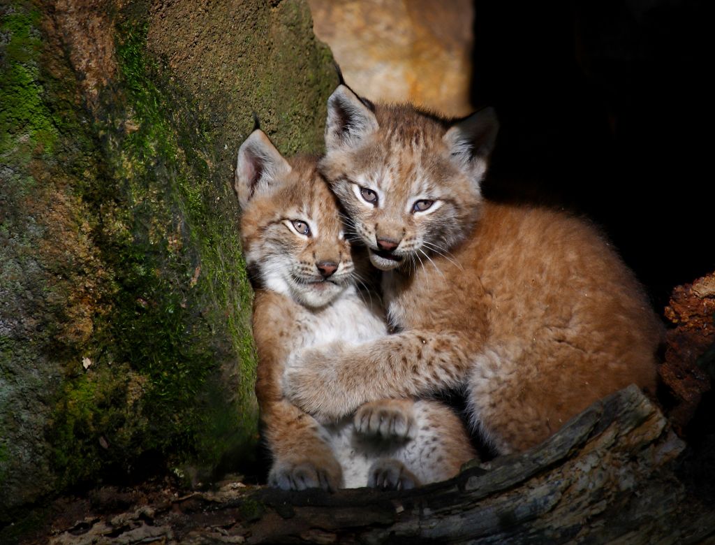 Luchs