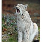 Luchs