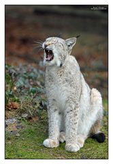 Luchs