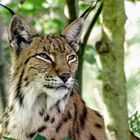 Luchs