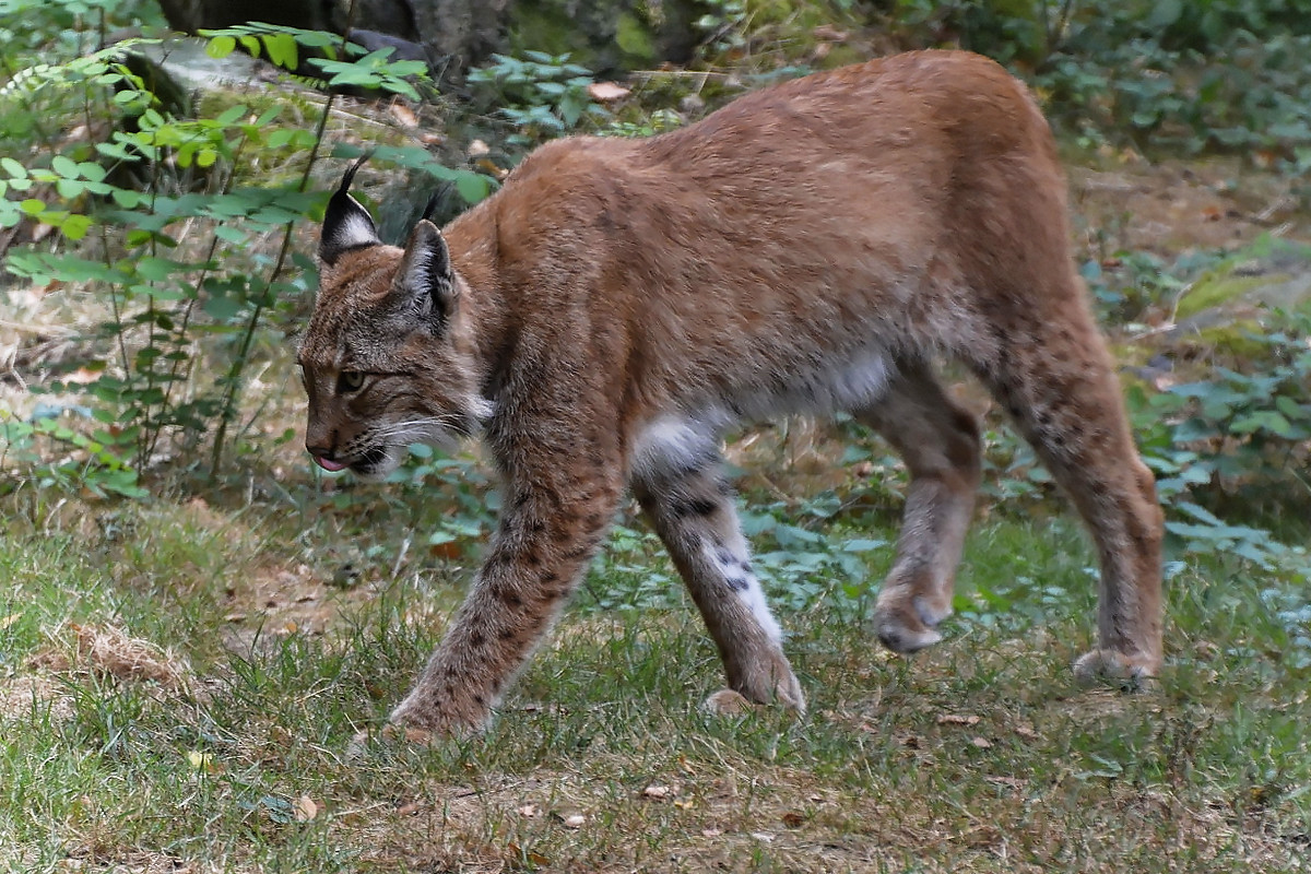 Luchs