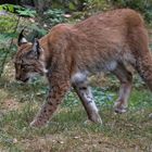 Luchs