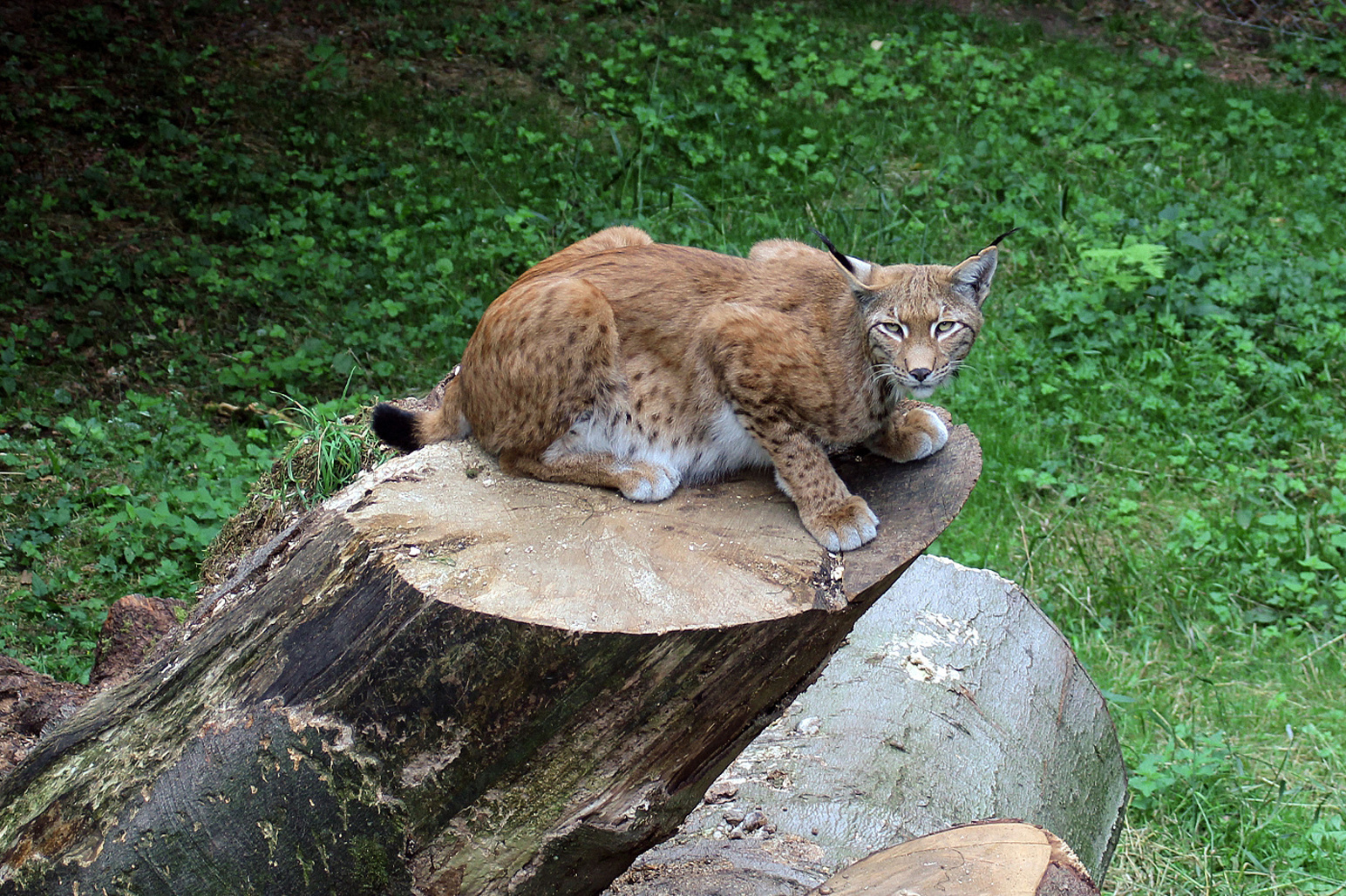 Luchs