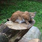 Luchs