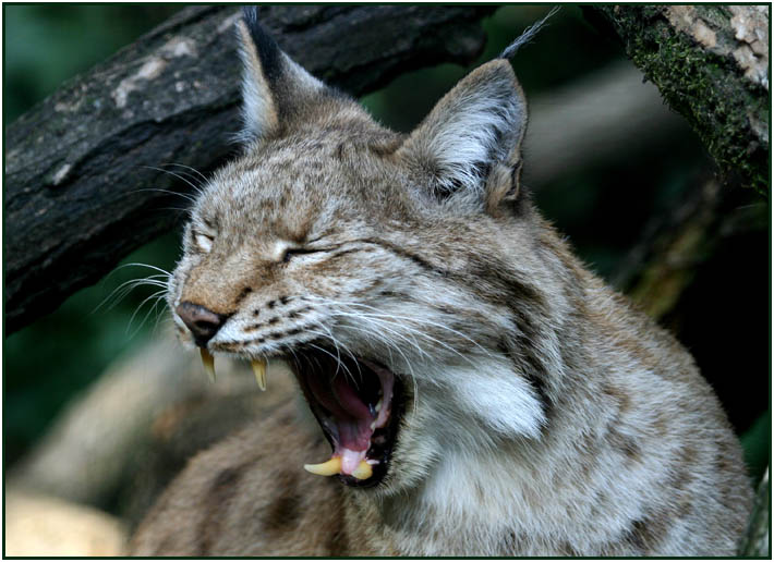 Luchs