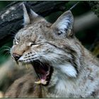 Luchs